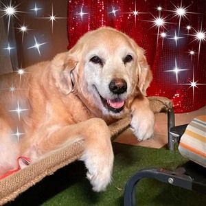 Meet your Posher, Lynette